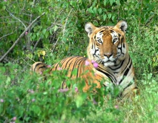 Buxa Tiger Reserve