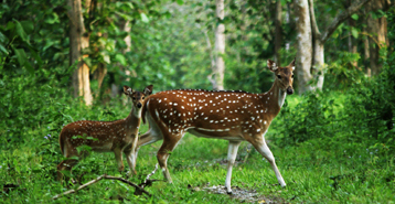 Chilapata Forest 