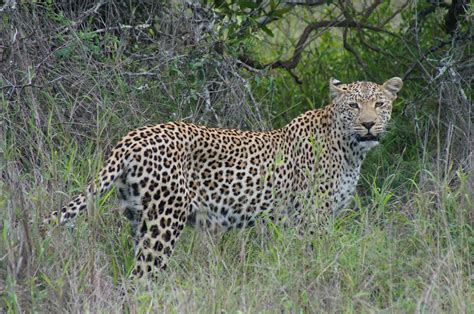 Jaldapara National Park